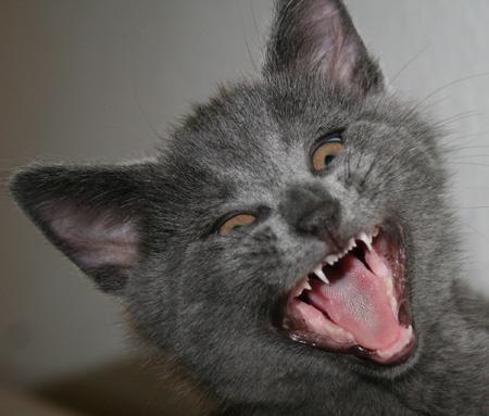 chat-vampire